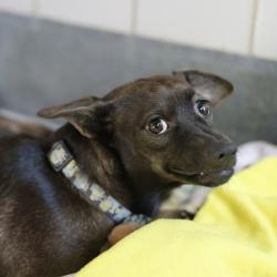 Shelter Stray Female Dog last seen Near BLOCK GLAMIS AVE, 4710 TX-151, San Antonio, TX 78227, USA