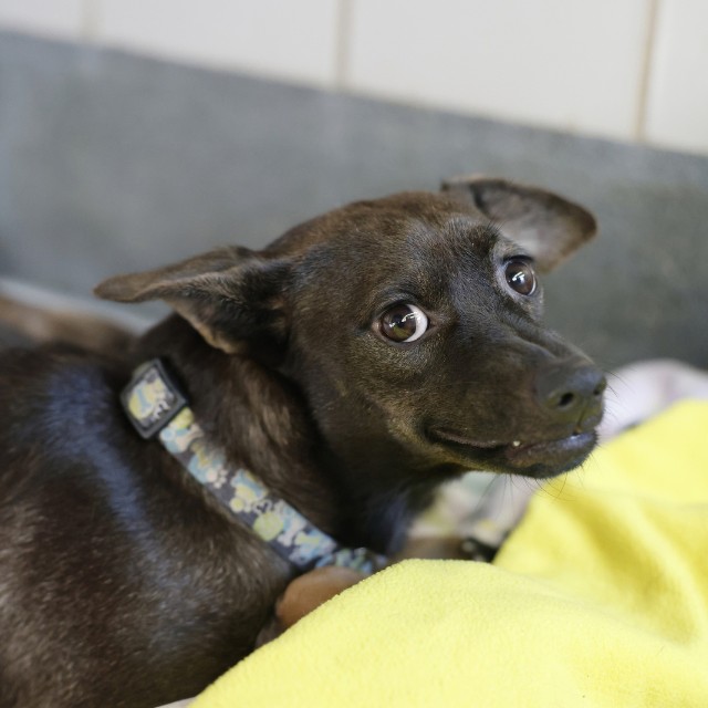 Shelter Stray Female Dog last seen Near BLOCK GLAMIS AVE, 4710 TX-151, San Antonio, TX 78227, USA