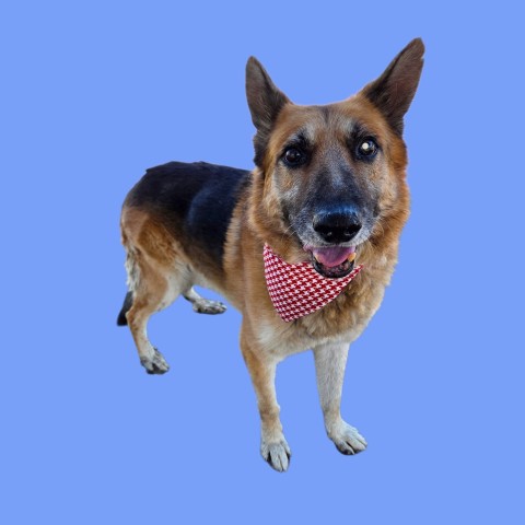 Shelter Stray Male Dog last seen Near BLOCK PEERLESS AVE, BAKERSFIELD CA 93308, 3951 Fruitvale Ave, Bakersfield, CA 93308, USA