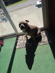 Found/Stray Male Dog last seen Keystone and Troy, Indianapolis, IN 46203