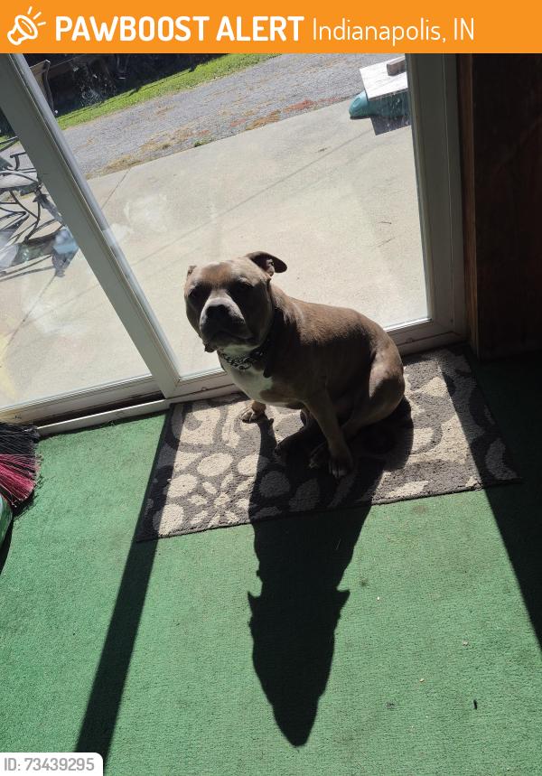 Found/Stray Male Dog last seen Keystone and Troy, Indianapolis, IN 46203