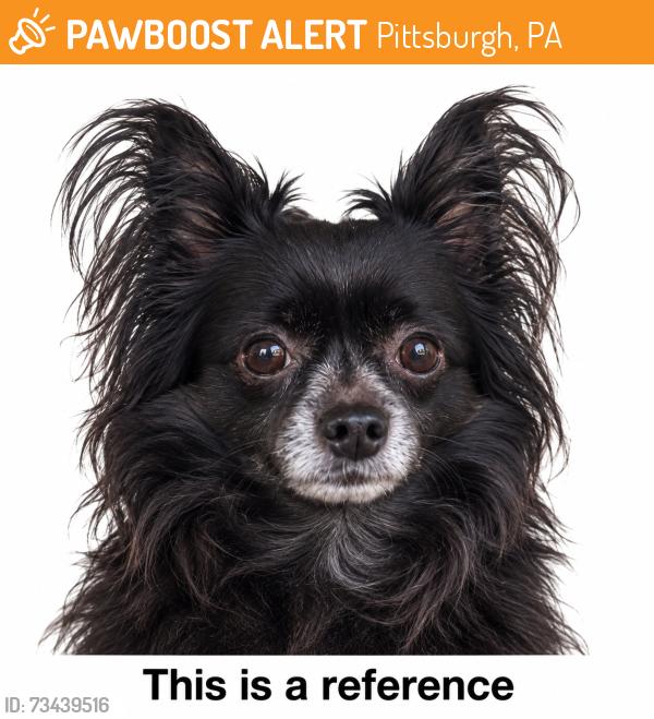 Found/Stray Unknown Dog last seen Charcot St, Pittsburgh, PA 15210