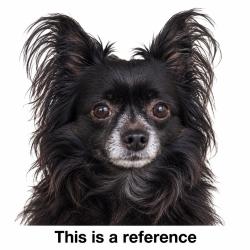 Found/Stray Unknown Dog last seen Charcot St, Pittsburgh, PA 15210