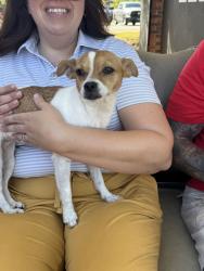 Lost Female Dog last seen Fox run golf course, Simpsonville, SC 29681