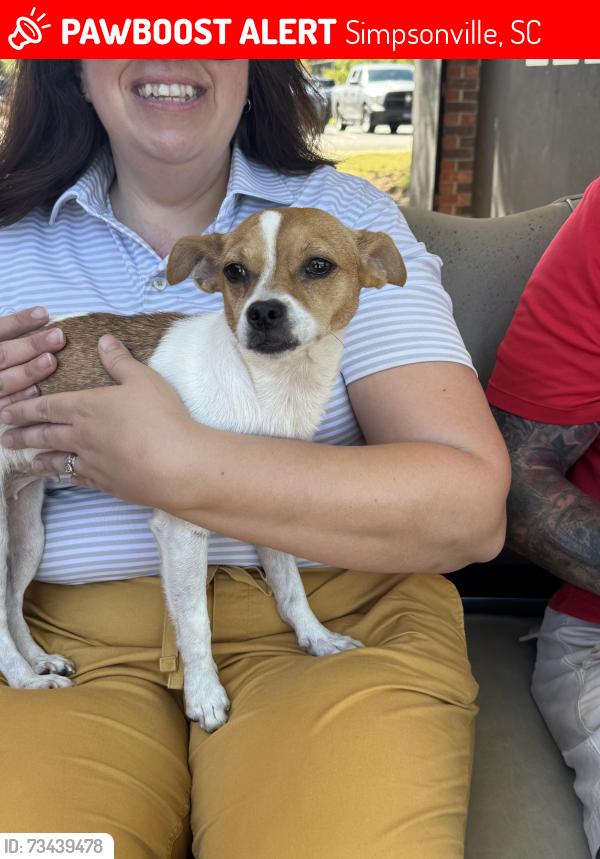 Lost Female Dog last seen Fox run golf course, Simpsonville, SC 29681