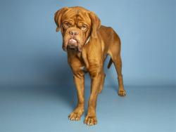 Shelter Stray Male Dog last seen RED MOUNTAIN/RIDGECREST, 5501 E Van Buren St, Phoenix, AZ 85008, USA