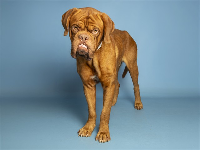 Shelter Stray Male Dog last seen RED MOUNTAIN/RIDGECREST, 5501 E Van Buren St, Phoenix, AZ 85008, USA