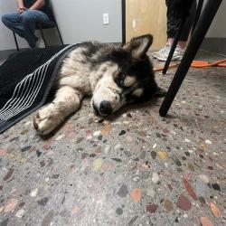 Shelter Stray Male Dog last seen 5TH AVE/ W BROADWAY, 5501 E Van Buren St, Phoenix, AZ 85008, USA
