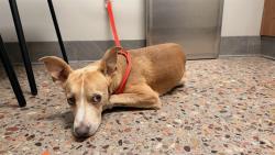 Shelter Stray Male Dog last seen 19TH AVE AND UNION HILLS, 5501 E Van Buren St, Phoenix, AZ 85008, USA