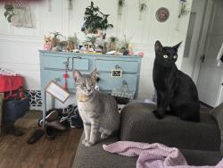 Lost Female Cat last seen Thalia and Cuprien, Laguna Beach, CA 92651