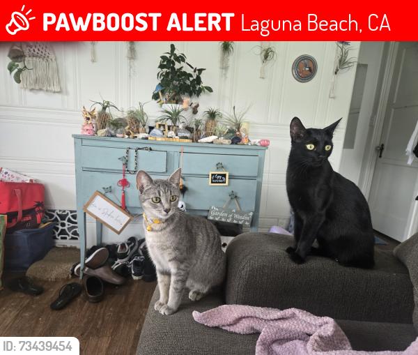 Lost Female Cat last seen Thalia and Cuprien, Laguna Beach, CA 92651