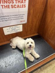Found/Stray Male Dog last seen Meridian Care, San Antonio, TX 78239