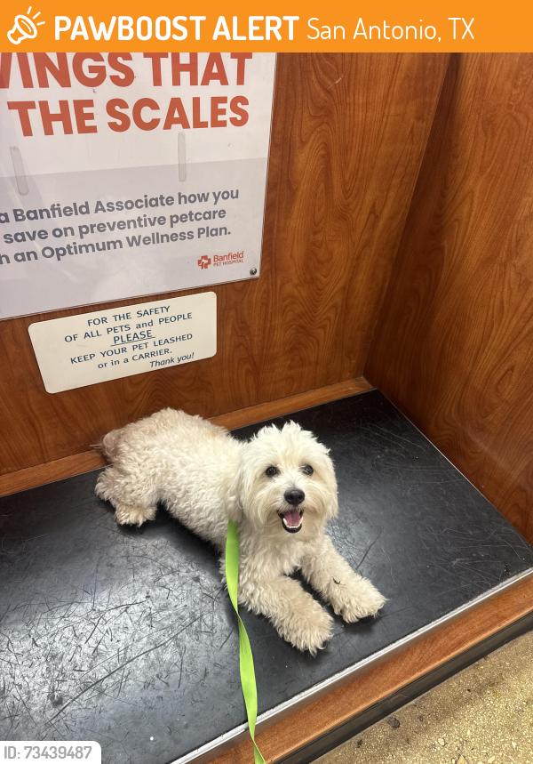Found/Stray Male Dog last seen Meridian Care, San Antonio, TX 78239
