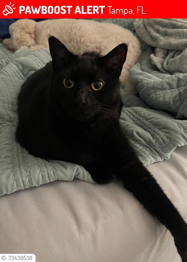 Lost Male Cat last seen Regents park, Tampa, FL 33647