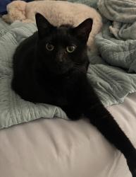 Lost Male Cat last seen Regents park, Tampa, FL 33647
