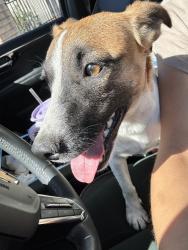 Found/Stray Female Dog last seen Grand ave and holt, Covina, CA 91723