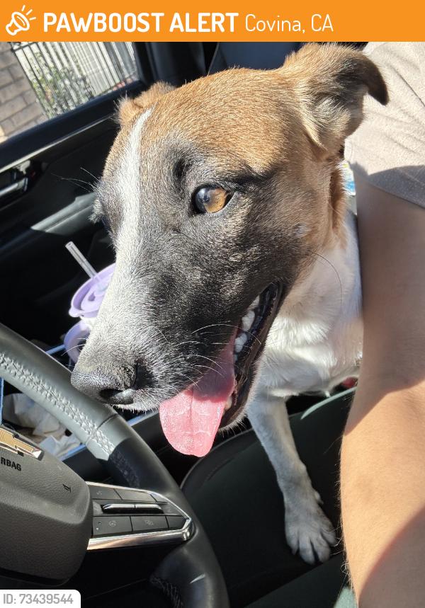 Found/Stray Female Dog last seen Grand ave and holt, Covina, CA 91723