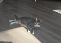 Reunited Male Cat last seen NC-55 and Odyssey near the Bark Park, Durham, NC 27713