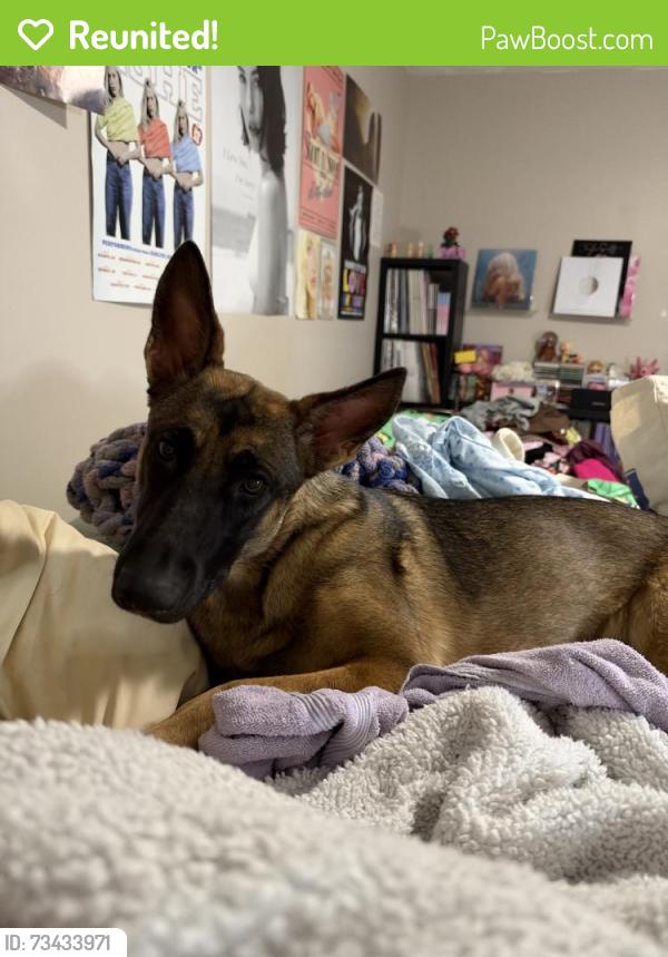 Reunited Female Dog last seen Near Valley View Dr, Covington, GA 30016, USA, Covington, GA 30016
