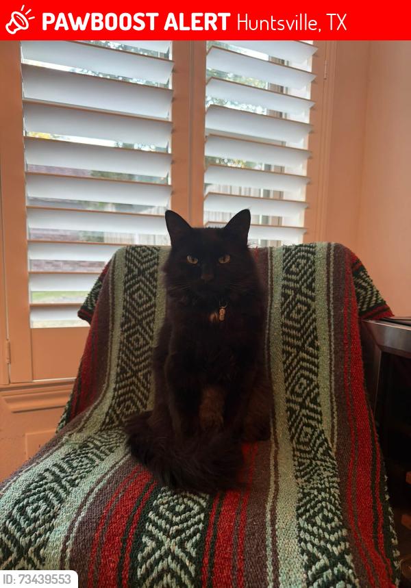 Lost Male Cat last seen Elkins Lake, Huntsville, TX 77340