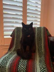 Lost Male Cat last seen Elkins Lake, Huntsville, TX 77340
