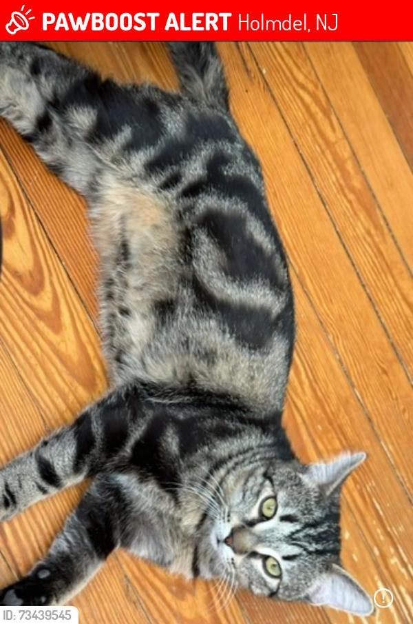 Lost Male Cat last seen Ely Road, Holmdel, NJ 07733