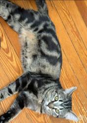 Lost Male Cat last seen Ely Road, Holmdel, NJ 07733