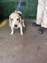 Shelter Stray Female Dog last seen Near San Pedro, CITY of El Paso, TX, 5001 Fred Wilson Ave, El Paso, TX 79906, USA