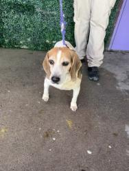 Shelter Stray Male Dog last seen Near San Pedro, CITY of El Paso, TX, 5001 Fred Wilson Ave, El Paso, TX 79906, USA
