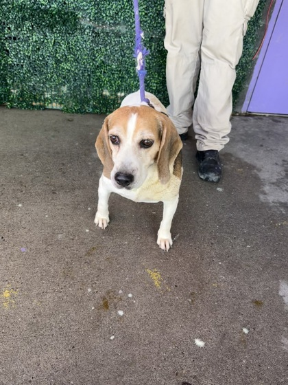 Shelter Stray Male Dog last seen Near San Pedro, CITY of El Paso, TX, 5001 Fred Wilson Ave, El Paso, TX 79906, USA
