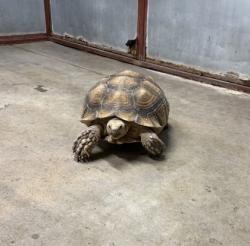 Shelter Stray Unknown Tortoise last seen Near MCKINLEY, CITY of El Paso, TX, 5001 Fred Wilson Ave, El Paso, TX 79906, USA