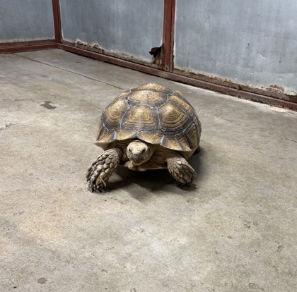 Shelter Stray Unknown Tortoise last seen Near MCKINLEY, CITY of El Paso, TX, 5001 Fred Wilson Ave, El Paso, TX 79906, USA