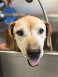 Shelter Stray Female Dog last seen Near W Ann, Longview, City of, TX, 303 H G Mosley Pkwy, Longview, TX 75604, USA