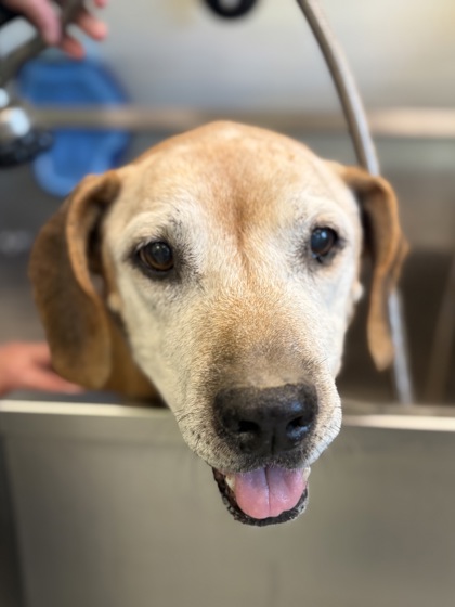 Shelter Stray Female Dog last seen Near W Ann, Longview, City of, TX, 303 H G Mosley Pkwy, Longview, TX 75604, USA