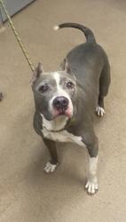 Shelter Stray Female Dog last seen Near Cedar Park Way, 30083, GA, 3280 Chamblee Dunwoody Rd, Chamblee, GA 30341, USA