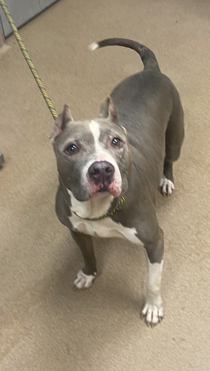 Shelter Stray Female Dog last seen Near Cedar Park Way, 30083, GA, 3280 Chamblee Dunwoody Rd, Chamblee, GA 30341, USA
