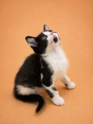 Shelter Stray Male Cat last seen Near Nc 118, Vanceboro,, 1639 Old Airport Rd, New Bern, NC 28562, USA