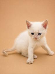 Shelter Stray Male Cat last seen Selover Avenue, Craven County: undefined, NC, 1639 Old Airport Rd, New Bern, NC 28562, USA
