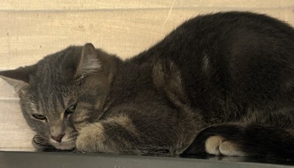 Shelter Stray Male Cat last seen Near Lavista Rd Tucker, GA 30084, 30084, GA, 3280 Chamblee Dunwoody Rd, Chamblee, GA 30341, USA