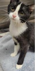 Shelter Stray Female Cat last seen Near Lavista Rd Tucker, GA 30084, 30084, GA, 3280 Chamblee Dunwoody Rd, Chamblee, GA 30341, USA