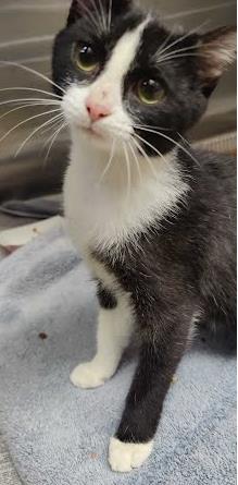 Shelter Stray Female Cat last seen Near Lavista Rd Tucker, GA 30084, 30084, GA, 3280 Chamblee Dunwoody Rd, Chamblee, GA 30341, USA