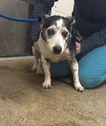 Shelter Stray Male Dog last seen Near W 103, 1st District, OH, 9203 Detroit Ave, Cleveland, OH 44102, USA