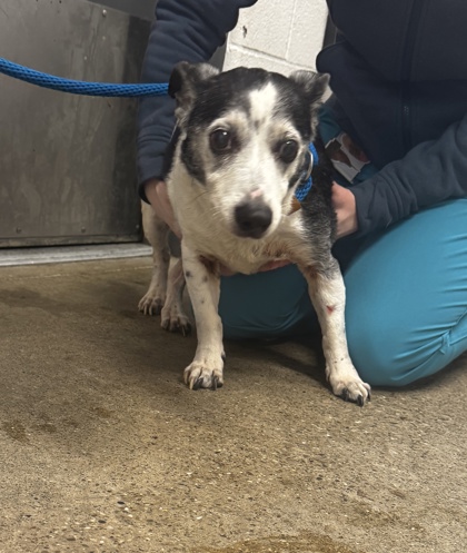 Shelter Stray Male Dog last seen Near W 103, 1st District, OH, 9203 Detroit Ave, Cleveland, OH 44102, USA