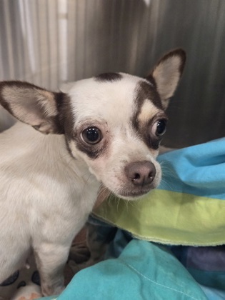 Shelter Stray Female Dog last seen 285sb mlk Jr dr sw, Atlanta, GA, 1251 Fulton Industrial Blvd NW, Atlanta, GA 30336, USA