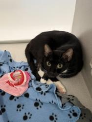 Shelter Stray Female Cat last seen Near Georgia Ave, East Point, GA, 1251 Fulton Industrial Blvd NW, Atlanta, GA 30336, USA