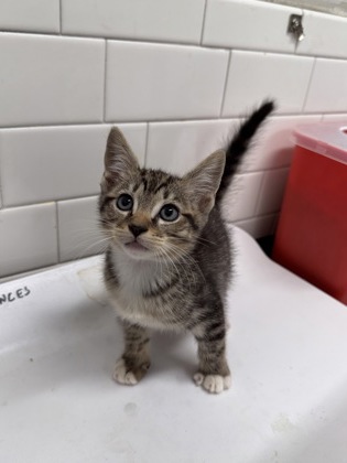 Shelter Stray Male Cat last seen Near Legacy Drive SW, Atlanta, GA, 1251 Fulton Industrial Blvd NW, Atlanta, GA 30336, USA