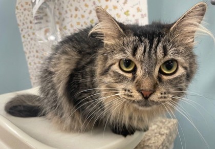 Shelter Stray Female Cat last seen Woodford St Toledo 43605, Lucas County, OH, 827 Illinois Ave, Maumee, OH 43537, USA