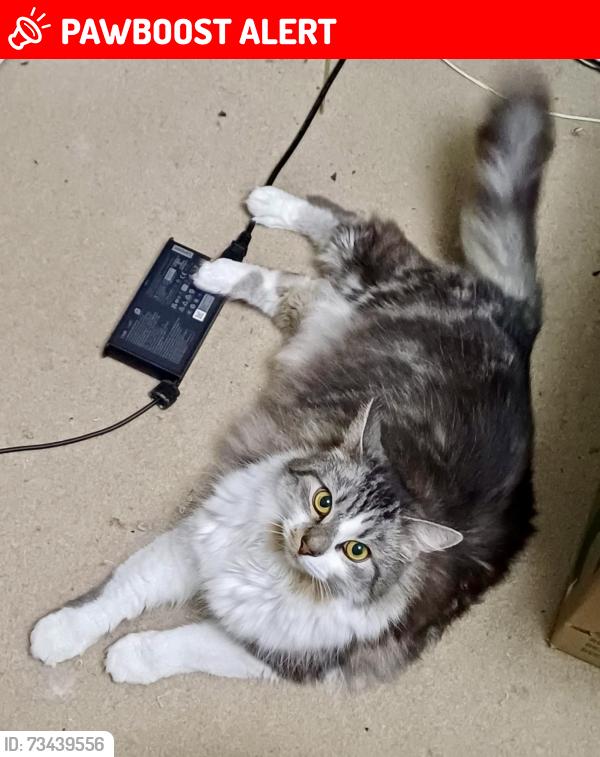 Lost Female Cat last seen Edgbaston, Edgbaston, England B16 9BH