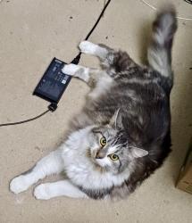 Lost Female Cat last seen Edgbaston, Edgbaston, England B16 9BH