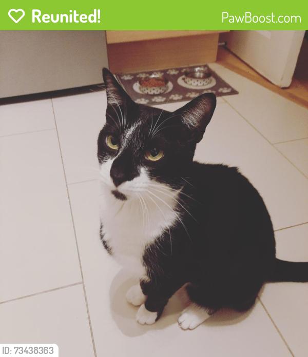 Reunited Male Cat last seen CB3 0ZF, Cambridgeshire, England CB3 0ZF